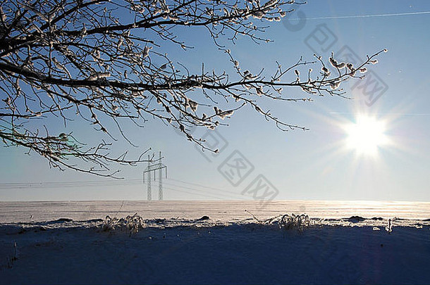 有树和电线杆的冬天景色。