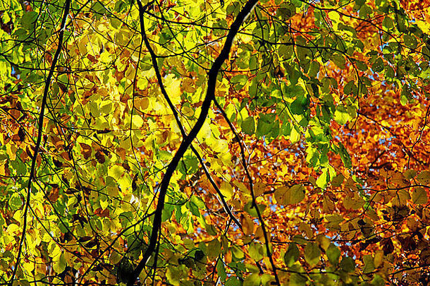 秋天的森林，蒙特森。加泰罗尼亚，西班牙