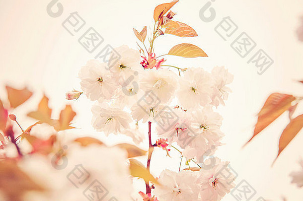 盛开的樱花树春天
