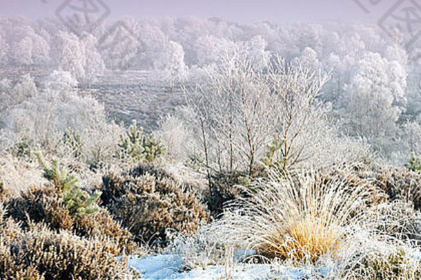 霜冻的布林德利山谷地区的美丽冬景早冬Cannock Chase AONB（杰出自然美景区）在