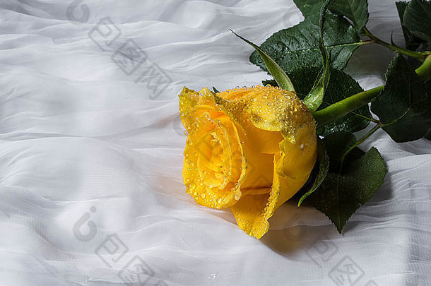 带水滴的黄色玫瑰-织物背景