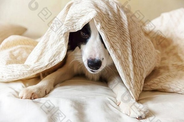 可爱的笑眯眯的小狗博德牧羊犬躺在床上的枕头毯上。不要打扰我，让我睡觉吧。小狗躺在家里睡觉。宠物护理与搞笑宠物动物生活理念