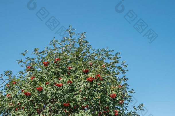 在明亮的阳光下，<strong>紫</strong>罗兰/桃花楸树的鲜红果实和叶子。用于制作罗文果冻的水果。秋季浆果概念。英国野生浆果。