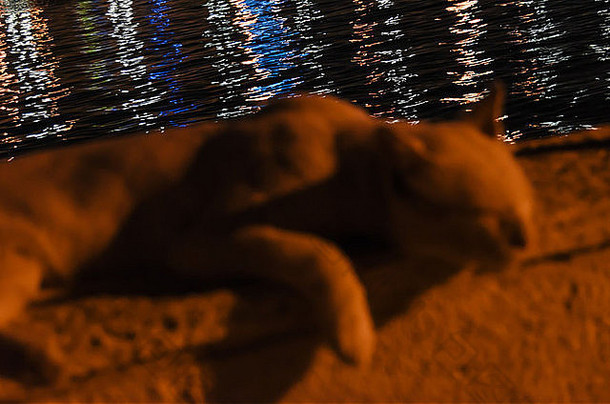 睡在迪拜小溪边的猫，身后的水在附近建筑物的五颜六色的灯光下闪闪发光。
