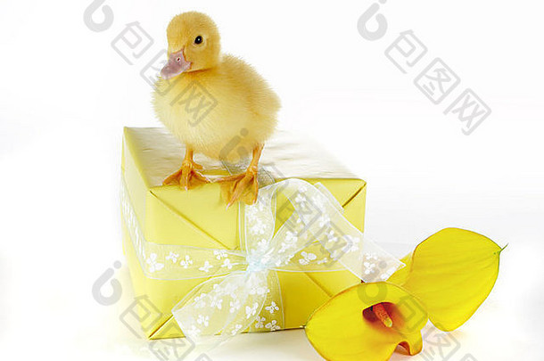 4天大的复活节小鸭戴着黄色礼物