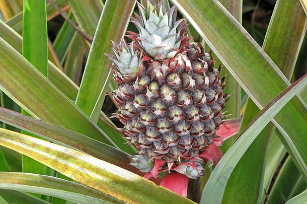 菠萝植物热带水果自然