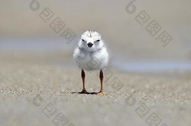 站在海滩上的一只<strong>鸣笛</strong>的小鸡（长耳海鸥）