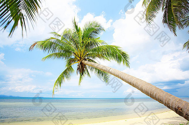 美丽的热带空旷沙滩，棕榈树点缀