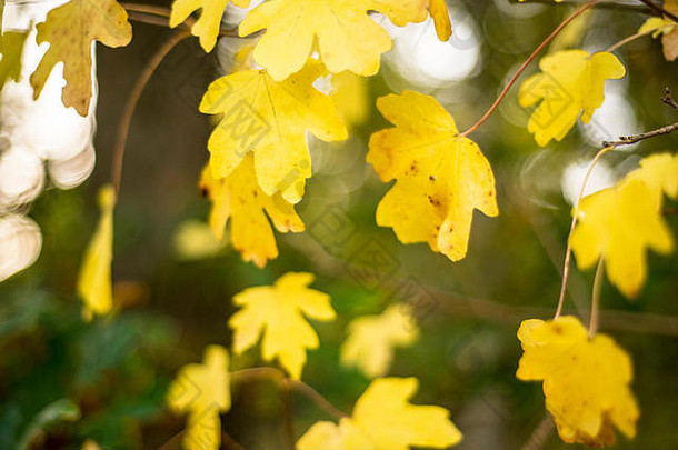 绿色黄色的改变autmnal叶子林地景观牛津大学
