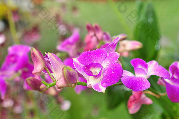 公园里的紫罗兰花