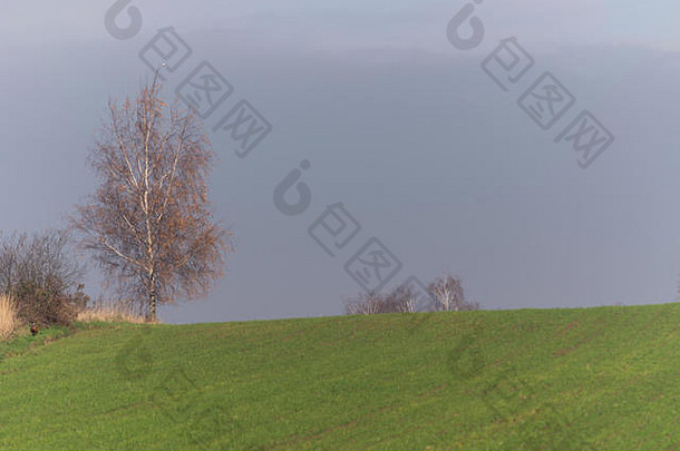 《自然》2000年，波兰哥布维兹，欧洲。2017年11月15<strong>日</strong>。树在秋天的阳光下。波兰金秋的又一个阳光明媚的<strong>日</strong>子。全色调的树木。天气鼓励人们以积极的方式消磨时间。信贷：w<strong>124</strong>merc/Alamy直播