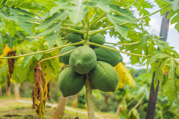 绿色木瓜水果日益增长的木瓜树