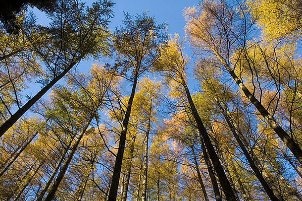 向上秋天的松树蓝色的天空