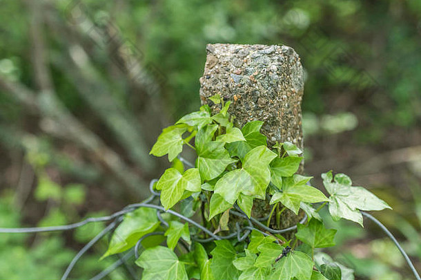 攀缘常春藤/普通常春藤-蛇舌草-在混凝土篱笆杆周围生长。常春藤丛生，匍匐的常春藤。篱笆上的常春藤。