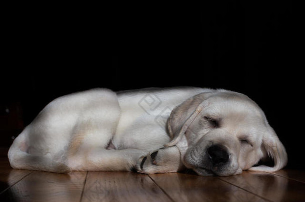 可爱的周黄色的拉布拉多小狗睡觉和平硬木地板上太阳过滤器窗口甜蜜的小狗的脸