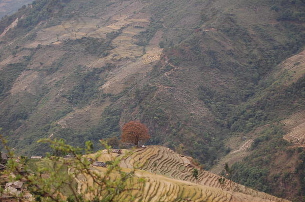 尼泊尔西部
