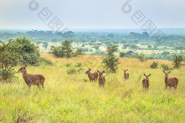 非洲乌干达，在绿色干旱灌木草原上吃草的水獭