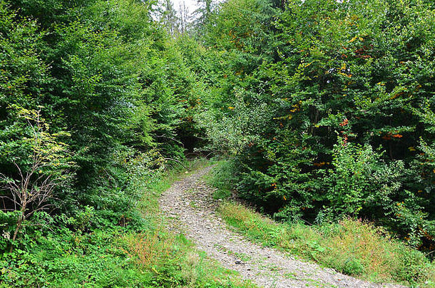 森林中的小路。初秋森林景观