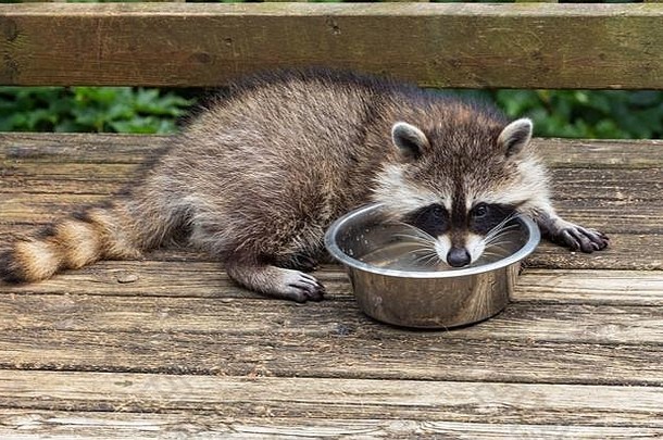 在一个温暖的夏天，<strong>小浣熊</strong>躺在风化的木甲板上，从碗里喝凉水。