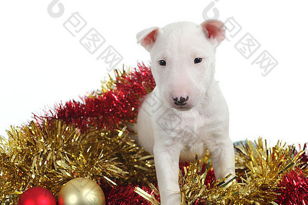 白色牛梗小狗圣诞节球花环白色孤立的背景