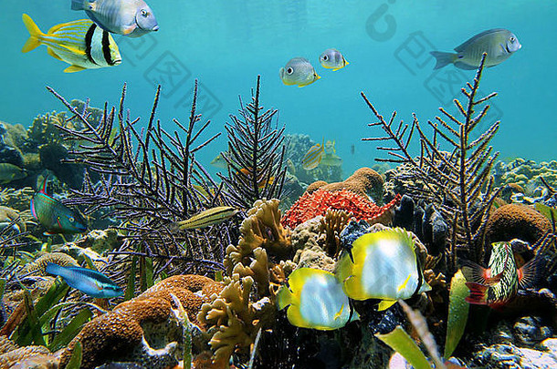 色彩斑斓的海底珊瑚热带鱼加勒比海