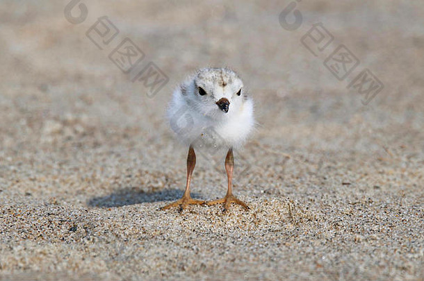 七月，一只正在沙滩上觅食的<strong>鸣笛</strong>的海鸥Charadrius melodus雏鸟。它的背部和头部是沙色的，这有助于它保持伪装。