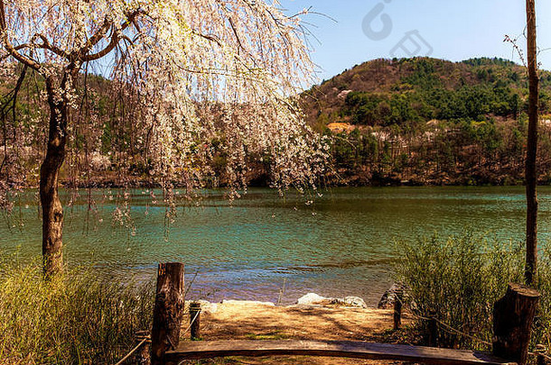 白色树海岸湖首尔南韩国