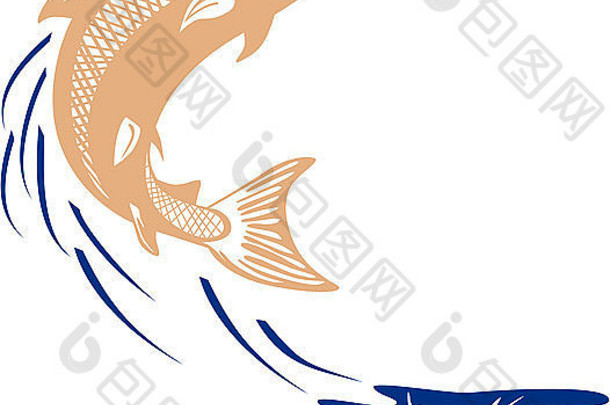 插图大马哈鱼鱼跳水集孤立的白色背景查看一边复古的风格