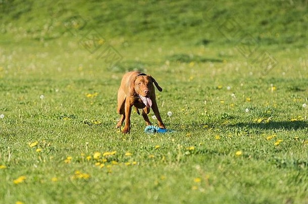 母狗躺在绿草上，准备在训练中奔跑并执行下一<strong>个</strong>命令。