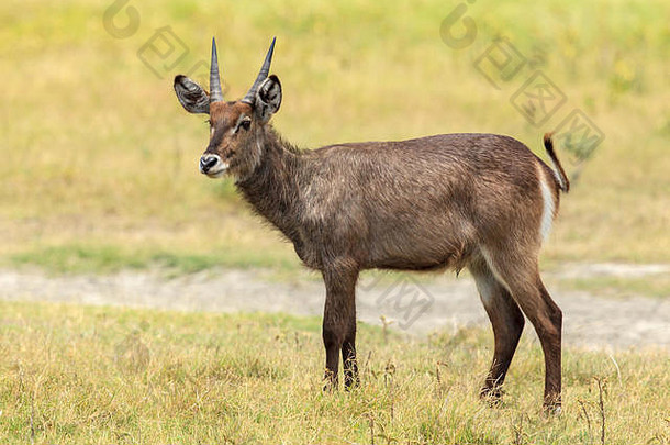 水羚是一种大型羚羊，广泛分布于撒哈拉以南非洲。它被归入牛科的科布斯属。