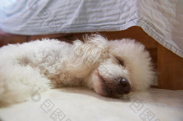 可爱的白狗睡眠特写。闭着眼睛睡在地板上的贵宾狗