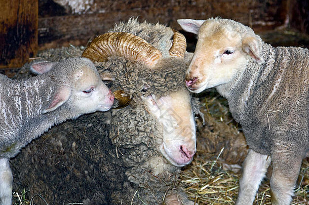 两只小羊用鼻子蹭着公羊、弯角、绵羊、厚厚的<strong>羊毛</strong>、干草、农场动物；帕宾夕法尼亚；