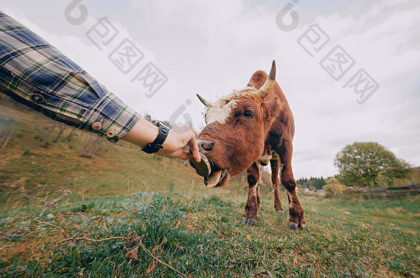 一只漂亮的小牛把鼻子埋在照相机镜头里