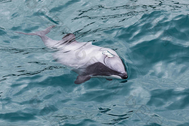 赫克托海豚（Cephalorhynchus hectori），世界上最小和最稀有的海洋海豚，新西兰阿卡罗亚港