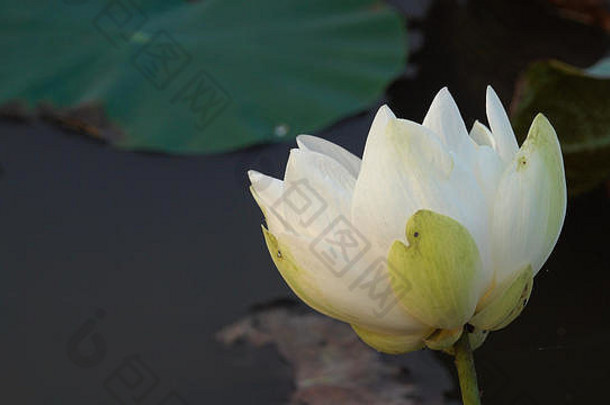 白莲花。皇室高品质免费stfock美丽的白莲花镜头。白莲花的背景是绿叶