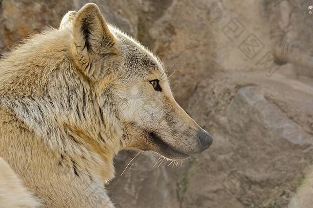 灰太狼在大石头背景下的侧影，聚焦在他面前的某物上，金色时刻的温暖灯光