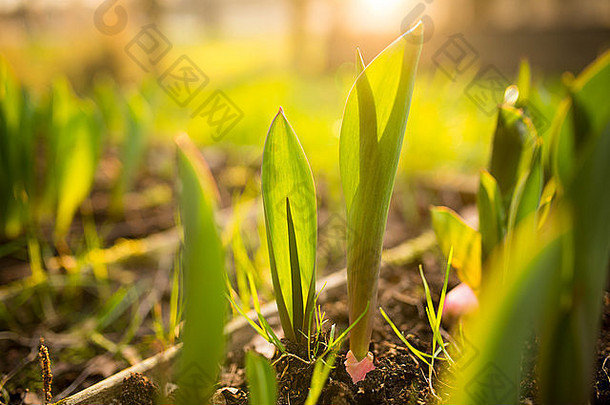 在阳光下以软焦点拍摄<strong>郁金香</strong>植物。