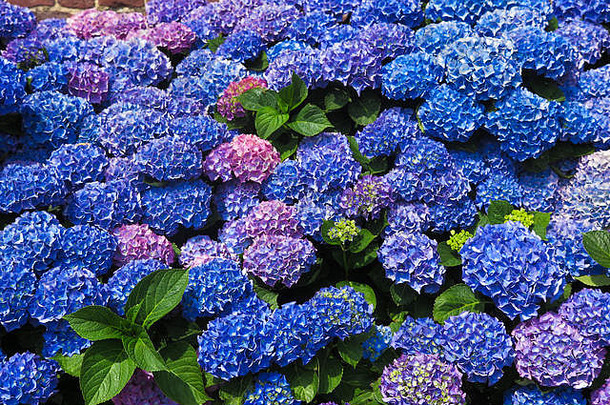 蓝色和紫色盛开的荷兰花特写-荷兰，文洛
