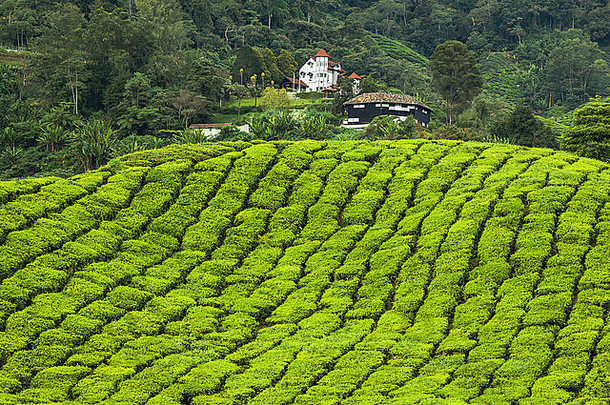 景观茶种植园卡梅隆高地<strong>马</strong>来西亚