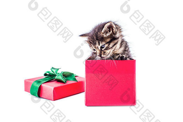 红色礼品盒中带蝴蝶结的小斑猫