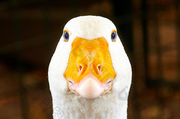 肖像白色鹅橙色嘴繁殖家禽肉鹅安全警卫考虑考虑家