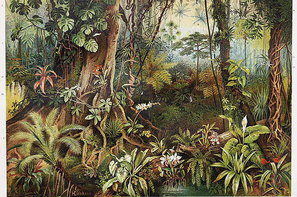 20世纪初的热带森林植物复古图