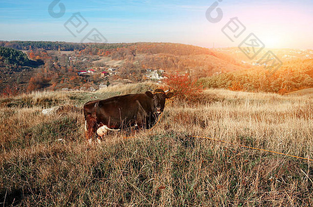 角黑色的牛放牧秋天快乐黄色的绿色草背景国家
