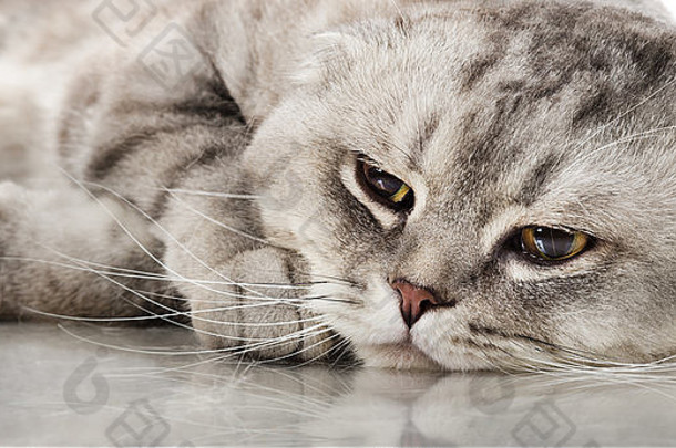 毛茸茸的灰色的美丽的成人猫品种苏格兰折耳猫关闭肖像