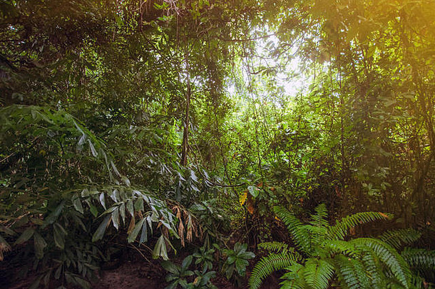 丛林森林自然背景