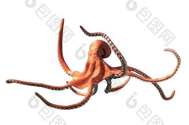 一只粉红色和红色的章鱼，一种受欢迎的海洋动物，有八只触角向不同方向摆动，用它的黑眼睛看着你。三维渲染。