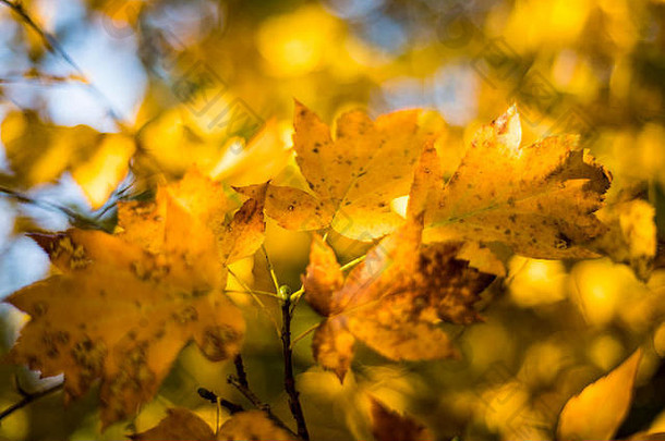 金秋天的叶子温暖的阳光林地景观牛津大学