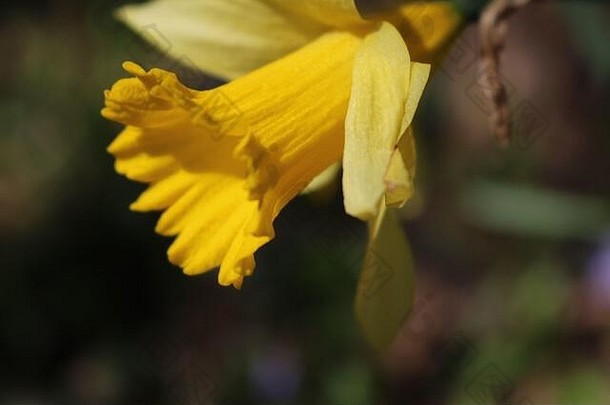阳光明媚的日子里的黄色水仙花