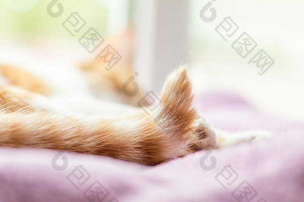 红色和白色的猫，尾巴稍微向上抬起，安静地睡在紫色的毯子上。闭合