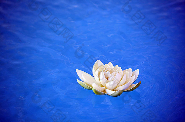 漂浮在蓝色水面上的人工睡莲